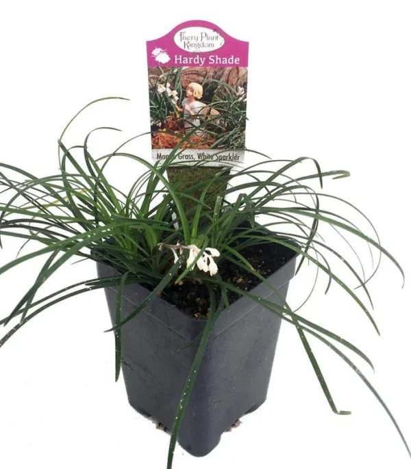 White Sparkler Mondo Grass – Ophiopogon – 2.5" Pot – Drought-Tolerant Fairy Garden Plant