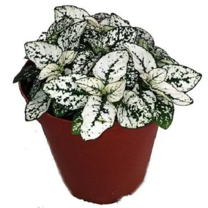 White Splash Polka Dot Plant - Colorful Hypoestes in 3.5