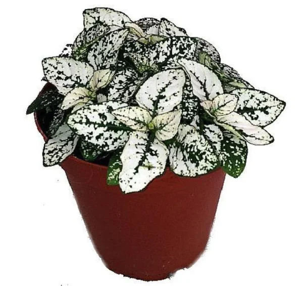 White Splash Polka Dot Plant - Colorful Hypoestes in 3.5" Pot for Indoor Use