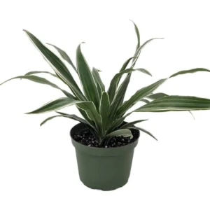 White Stripe Dragon Tree - Dracaena Warneckii 6