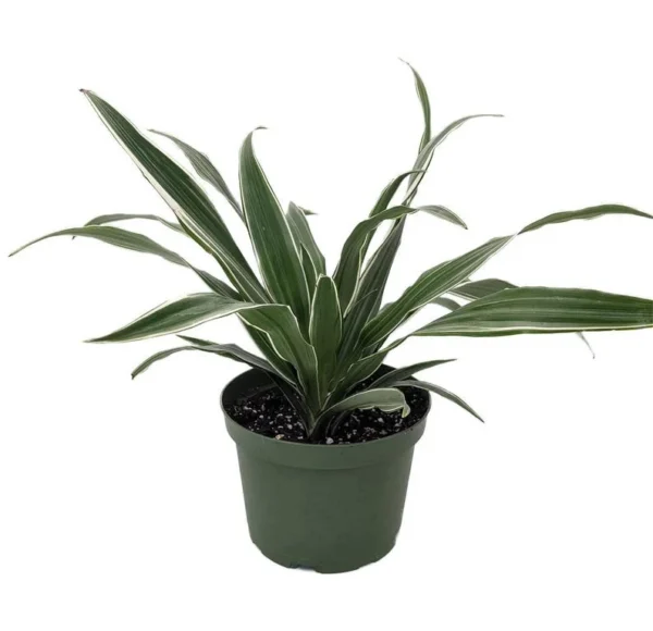 White Stripe Dragon Tree - Dracaena Warneckii 6" Pot Live Indoor Plant