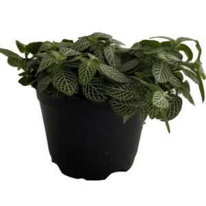 White Vein Nerve Plant – Fittonia verschaffeltii – 4