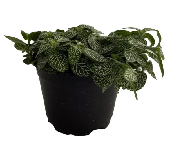 White Vein Nerve Plant – Fittonia verschaffeltii – 4" Pot Indoor Easy Care Plant