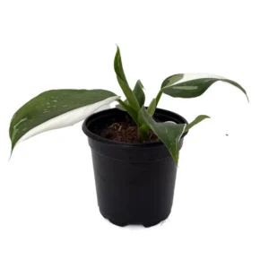 White Wizard Philodendron - Collector’s Indoor Plant in 4