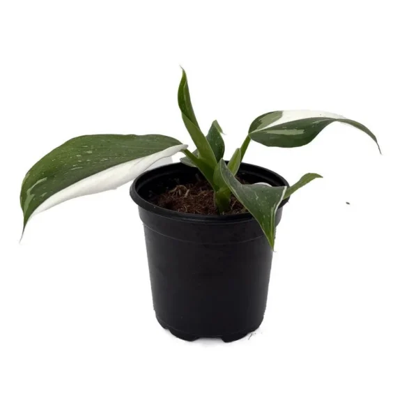 White Wizard Philodendron - Collector’s Indoor Plant in 4" Pot