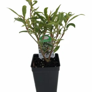 Willow Leaf Weeping Fig Ficus – Indoor Bonsai Plant for Fairy Garden – 2.5" Pot