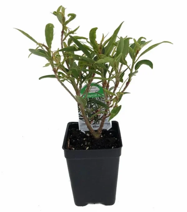 Willow Leaf Weeping Fig Ficus – Indoor Bonsai Plant for Fairy Garden – 2.5" Pot