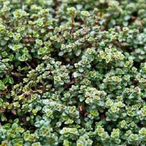 Wine & Roses Thyme Herb Plant - 2.5