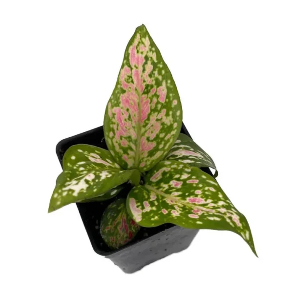 Wishes Chinese Evergreen Aglaonema - 2.5 Inch Pot - Low Light Indoor Plant