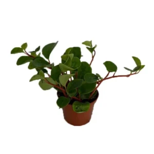 Yerba Linda Peperomia Cubensis – Small-Leaved Indoor Vine, 2.5" Pot