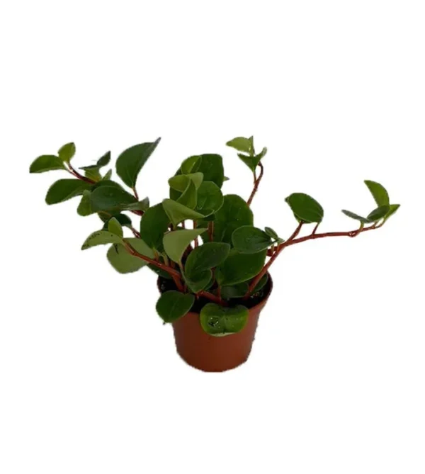 Yerba Linda Peperomia Cubensis – Small-Leaved Indoor Vine, 2.5" Pot