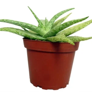 Zebrina Aloe Plant - Compact Aloe Zebrina Succulent in 4-Inch Pot