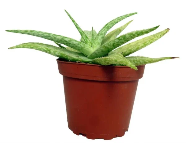 Zebrina Aloe Plant - Compact Aloe Zebrina Succulent in 4-Inch Pot