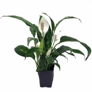 Zen Peace Lily Plant - Spathiphyllum - Low-Light Indoor Plant - 4" Pot