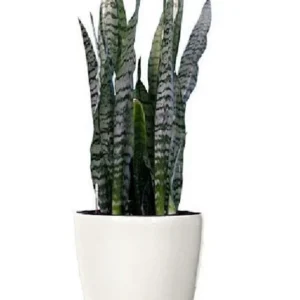 Zeylanica Sansevieria Indoor Snake Plant - 4