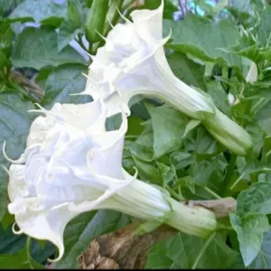 10 Pearl White Angel Trumpet Seeds for Planting Flowers Seed Flower Brugmansia Datura