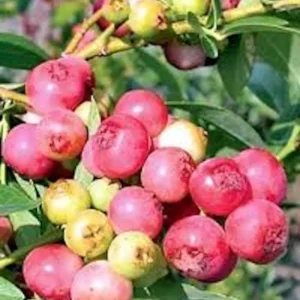 1 Blueberry Pink Lemonade Starter Plant Vaccinium Rabbiteye Edible Fruit