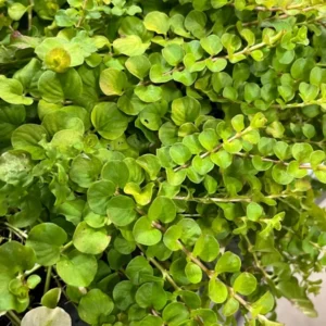 1 Creeping Golden Jenny 4 Inch Pot - Chartreuse Groundcover - Golden Creeping Jenny