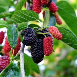 1 Dwarf Everbearing Mulberry Tree Starter Plant, Edible Fruit, Bare Root