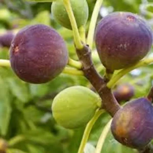 1 Fig Tree Brown Turkey Ficus Carica Starter Plant Fruiting Edible