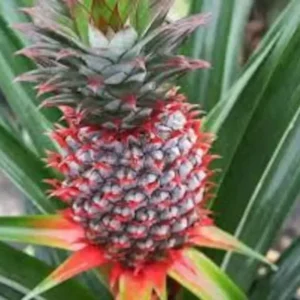 1 Florida Special Pineapple Plant – Ananas Colossus, Live Starter, Fast Growing