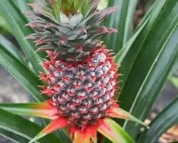 1 Florida Special Pineapple Plant – Ananas Colossus, Live Starter, Fast Growing