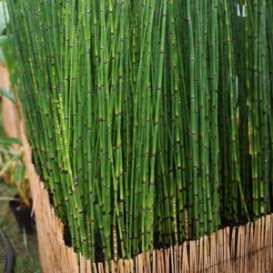 1 Horsetail Grass 4 Inch In Pot - Equisetum Hyemale - Vertical Accent Plant