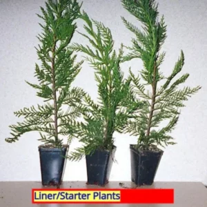 1 Leyland Cypress Tree Starter Plant, Evergreen, Fast Growing, Bare Root