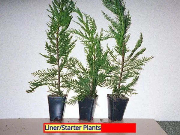 1 Leyland Cypress Tree Starter Plant, Evergreen, Fast Growing, Bare Root