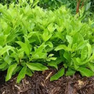 1 Longevity Spinach Starter Plant, Perennial Edible, Gynura Procumbens