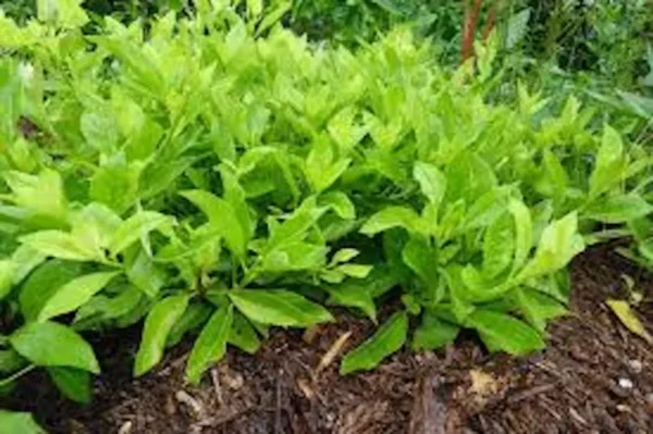 1 Longevity Spinach Starter Plant, Perennial Edible, Gynura Procumbens