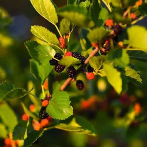 1 Mulberry Plant Dwarf Tree 3.5 in Pot | 6-10' Height, Edible Fruit, Wildlife Friendly