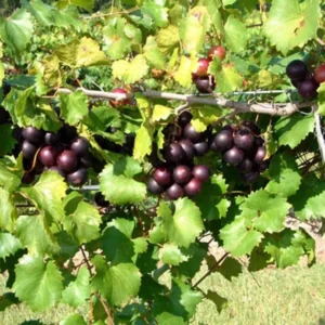 1 Muscadine Grape Southern Home Starter Plant Edible Cold Hardy Fruit Vine