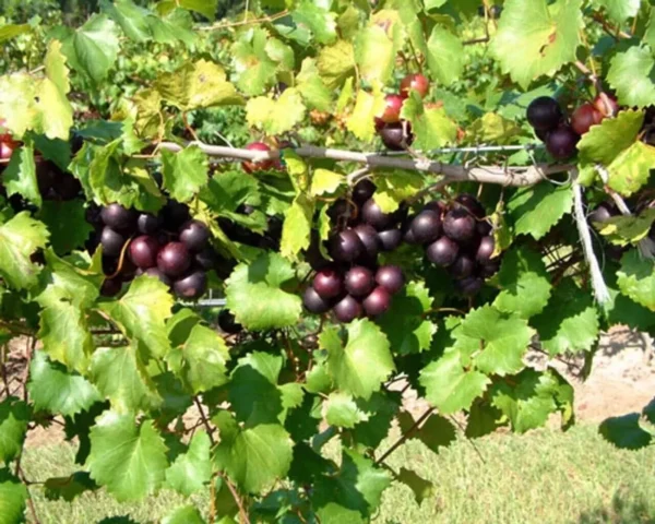 1 Muscadine Grape Southern Home Starter Plant Edible Cold Hardy Fruit Vine