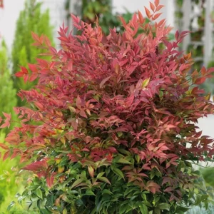 1 Nandina Heavenly Bamboo 4 Inch in Pot - Evergreen Shrub with Ornamental Berries