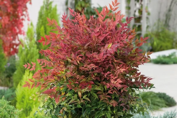 1 Nandina Heavenly Bamboo 4 Inch in Pot - Evergreen Shrub with Ornamental Berries