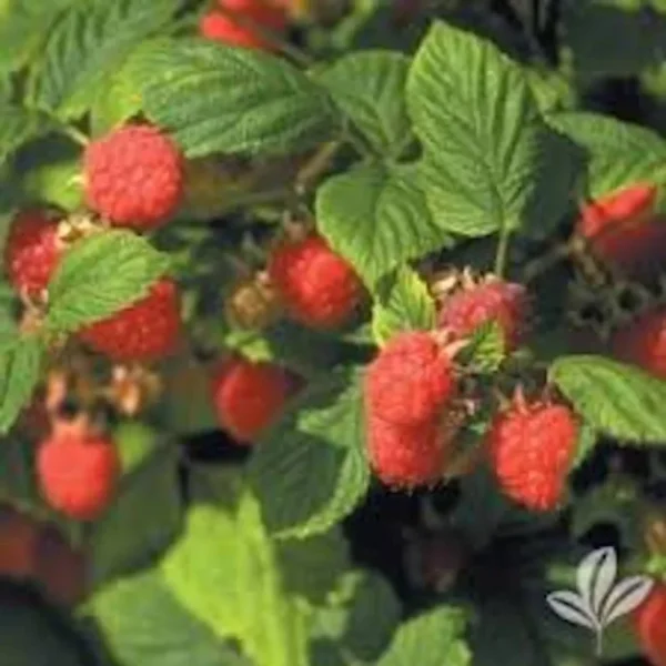 1 Nantahala Red Raspberry Edible Plant, Rubus Fruit Plant, Bare Root, Cold-Resistant