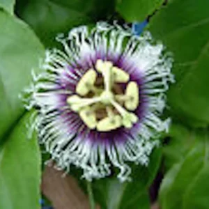 1 POSSUM PURPLE Passion Fruit Starter Plant, Self-Fertile Passiflora edulis Vine, Purple Fruit, Live Plant