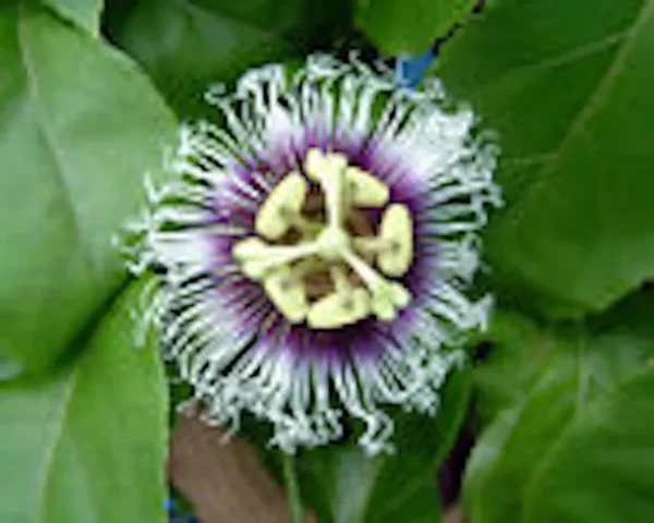 1 POSSUM PURPLE Passion Fruit Starter Plant, Self-Fertile Passiflora edulis Vine, Purple Fruit, Live Plant