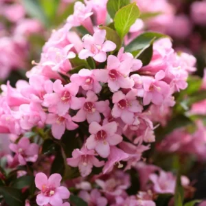 1 Pink Weigela 4 Inch Pot - Pink Flowering Shrub, Low Maintenance, Long Blooming Season