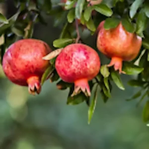 1 Pomegranate Wonderful Fruit Tree Edible Starter Plant, Punica Granatum, 12-15” Tall