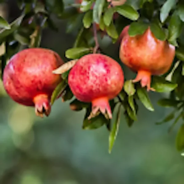 1 Pomegranate Wonderful Fruit Tree Edible Starter Plant, Punica Granatum, 12-15” Tall