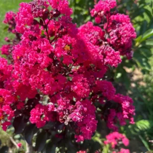 1 Quart Pot Mixed Crape Myrtle 18'-24' Height - Colorful Flowering Trees