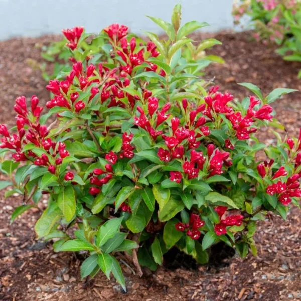 1 Red Weigelia Florida Shrub 4 Inch Pot - 6-12 Inch Height - Vibrant Red Blooms - Deer-Resistant