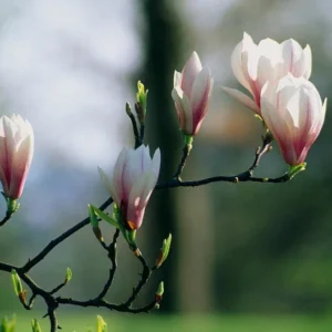 1 Saucer Magnolia Tree 2.5 in 6-12 in Heigh - Flowering Tree - Pink and White Blooms