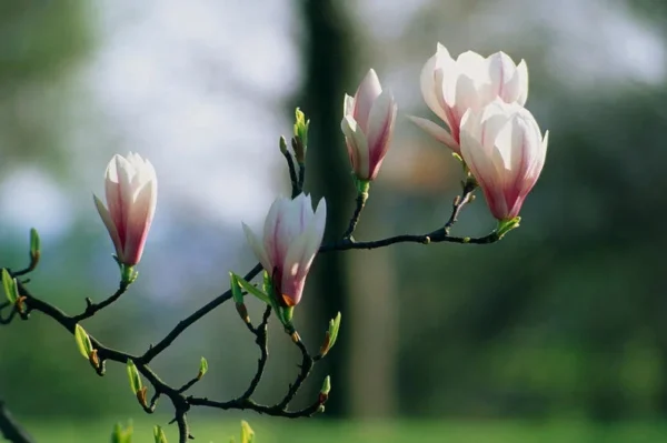 1 Saucer Magnolia Tree 2.5 in 6-12 in Heigh - Flowering Tree - Pink and White Blooms