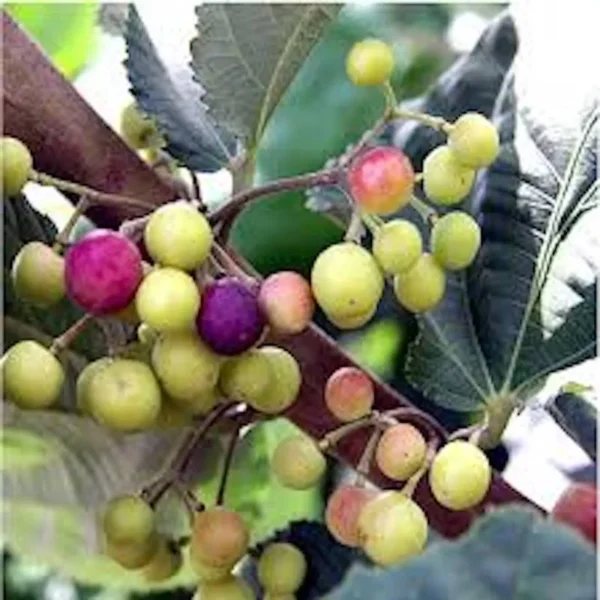 1 Sherbet Berry Plant Grewia asiatica Starter Plant Edible Fruit