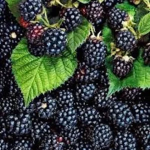 1 Triple Crown Blackberry Plant Thornless Edible Fruit Bush Bare Root