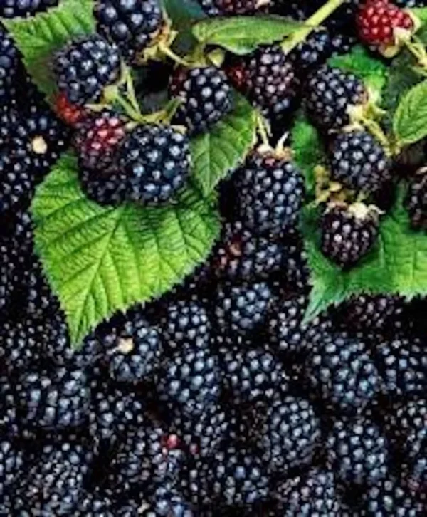 1 Triple Crown Blackberry Plant Thornless Edible Fruit Bush Bare Root