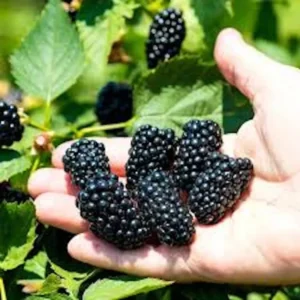 1 Triple Crown Blackberry Plant Thornless Edible Fruit Bush Bare Root